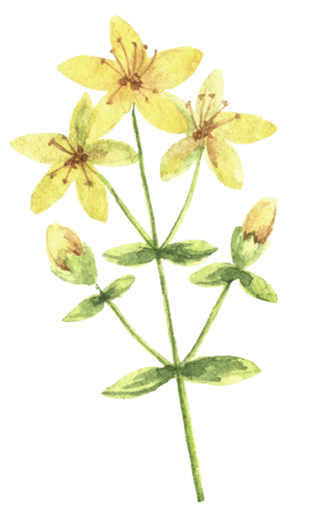 st johns wort