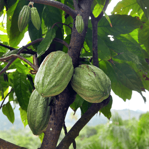 kakao bohne anpflanzen