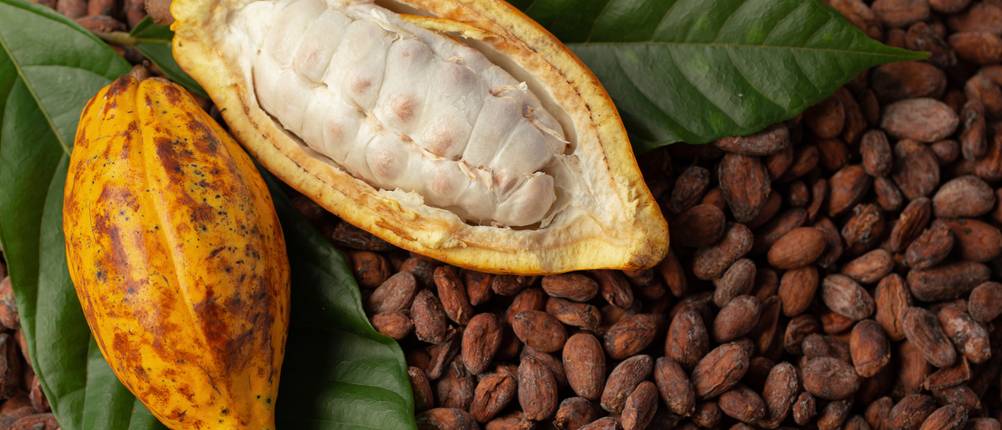 Reife Kakaofrüchte liegen auf gerösteten Kakaobohnen, die im Kakaobohnen Test unterscuht werden.