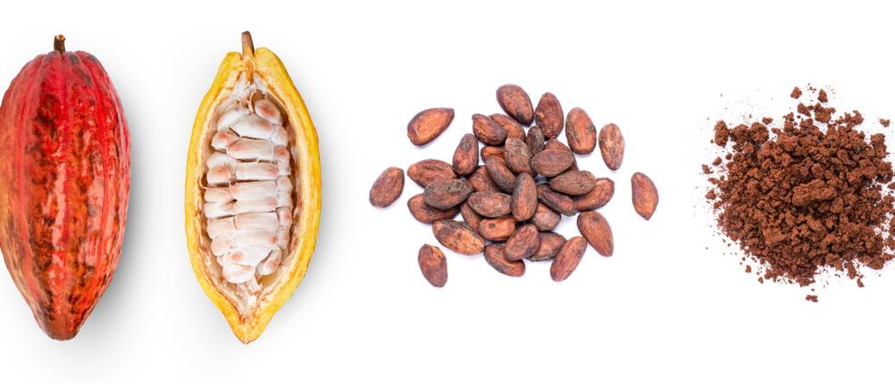 Die Verarbeitungsstufen der Kakaofrucht.