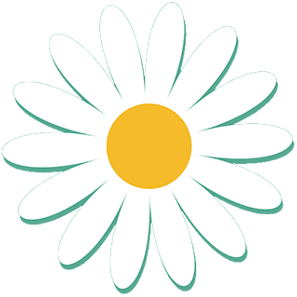 kamillenblüte