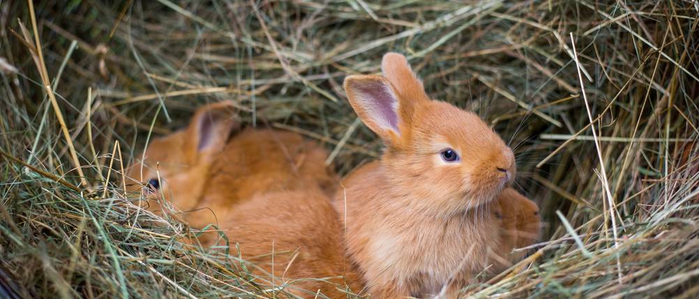 kaninchen-heu-test