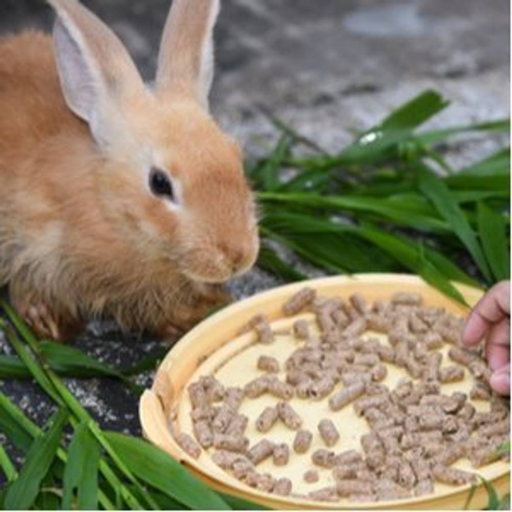 kaninchen mit kaninchenfutter