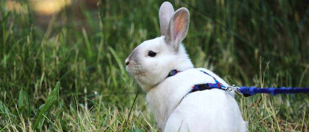 Kaninchengeschirr Test