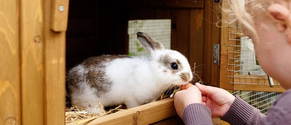 kaninchenstall test