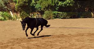 Kappzaum-Tests zu Folge eignen sich diese besonders zur Ausbildung junger Pferde.