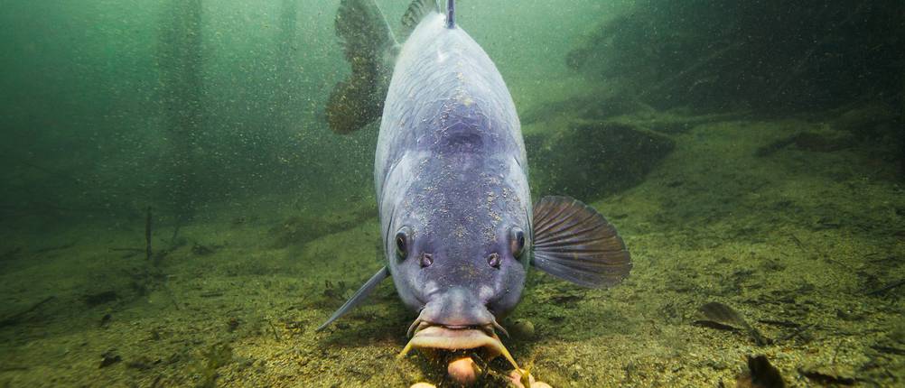 karpfenschnur karpfenangeln