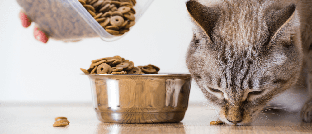 Welches Futter für ihren Vierbeiner das Richtige ist, finden Sie in unserem Katzenfutter Test heraus!