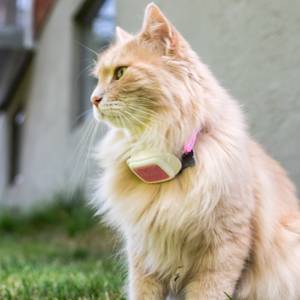 Nicht nur für die Katze: auch Hunde können den Trippy Sender tragen.