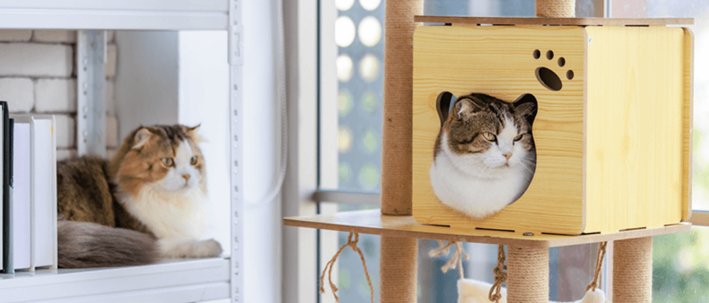 Katzen-Kletterwand im Test: Zwei Katzen, eine liegt auf einem Regal, die andere in einer Katzenbox.