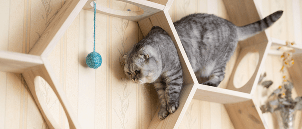 Katzen-Kletterwand im Test: Eine graue Katze auf einer Katzen-Kletterwand.