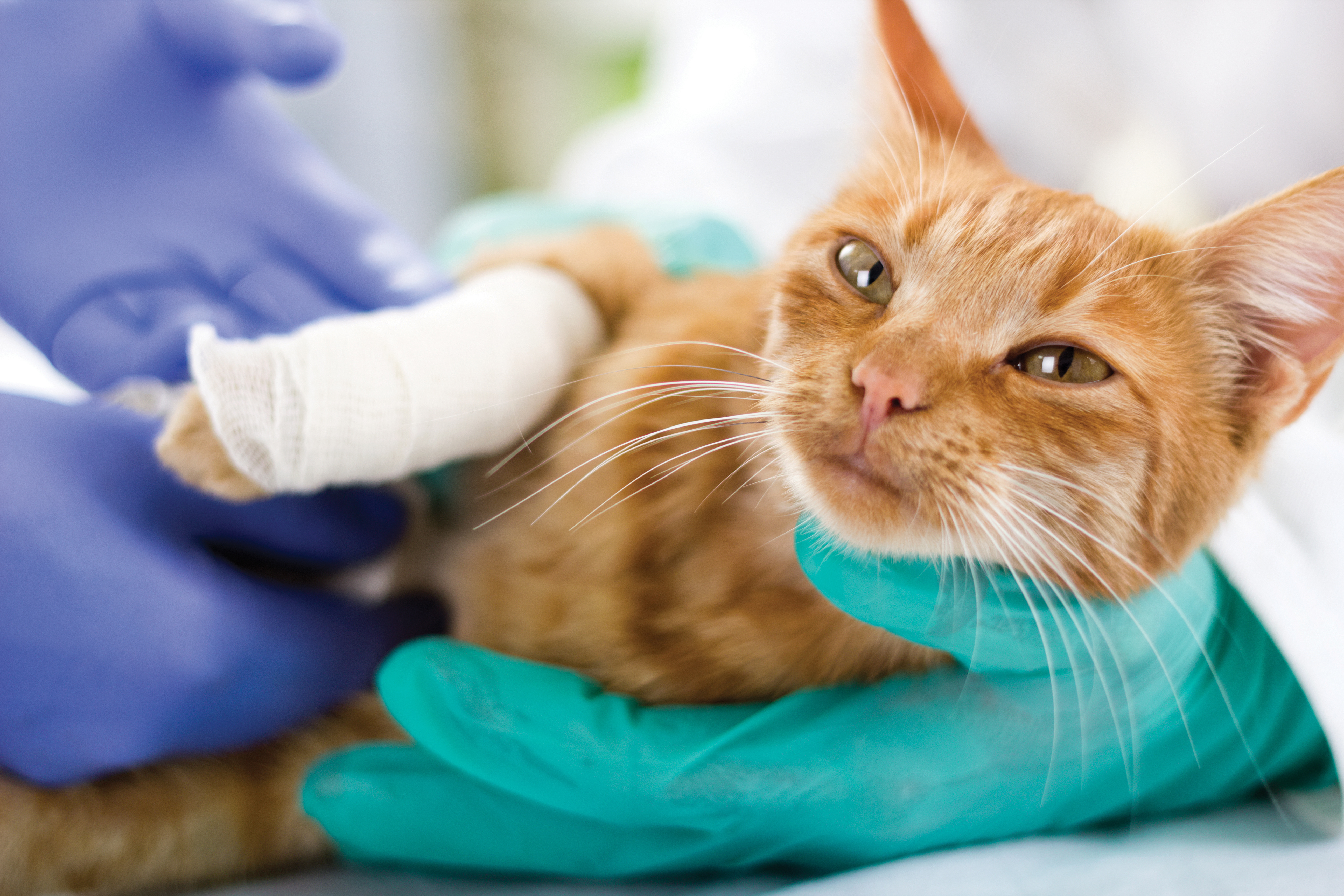 Katzen-Krankenversicherung: Top 10 Test & Vergleich