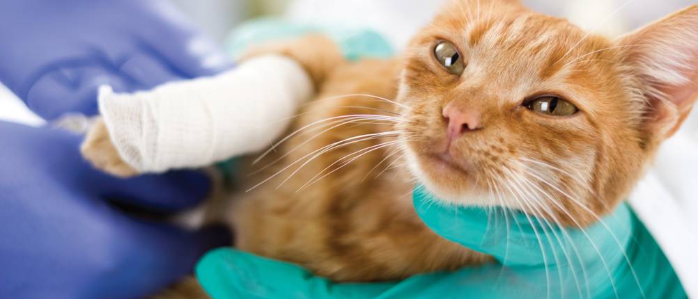 Verschiedene Katzen-Krankenversicherungen wurden getestet: Tierarzt untersucht eine Katze mit Verband an der Pfote.