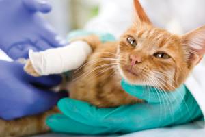 Katzen-Krankenversicherung-Knochenbruch
