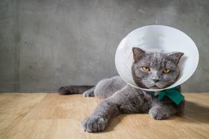 Katzen-Krankenversicherung-Medikamentenkosten