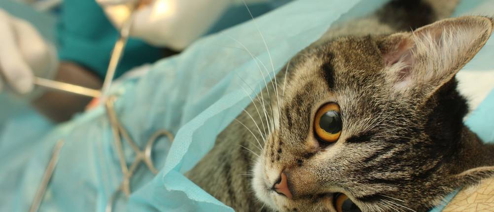 Katzen-Krankenversicherungen im Vergleich: Katze wird durch einen Tierarzt operiert.