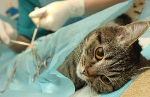Katzen-Krankenversicherung-Operationskosten