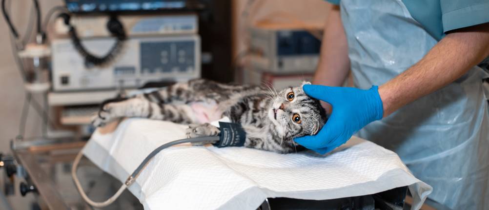 Katzenkrankenversicherung-Vergleich: Eine Katze liegt auf einem OP-Tisch.