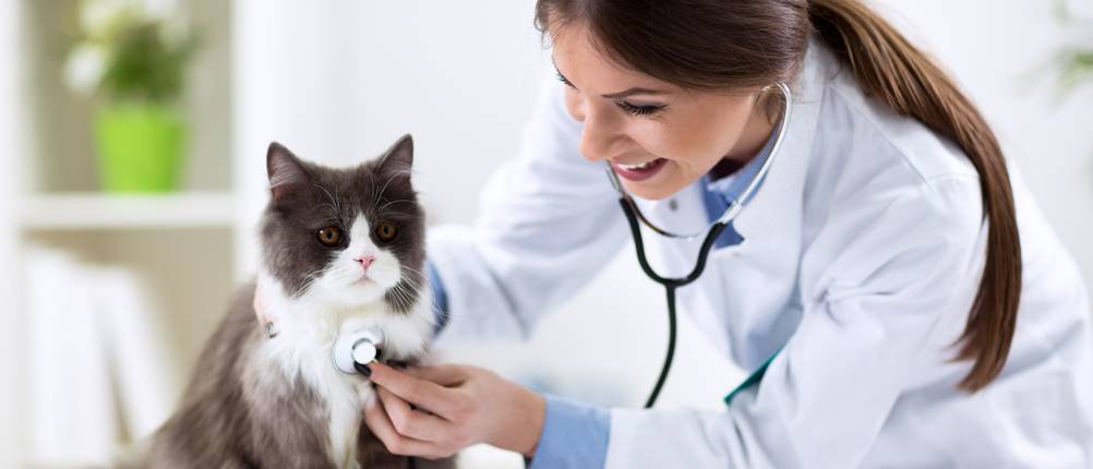 Katzen-Krankenversicherung-Test