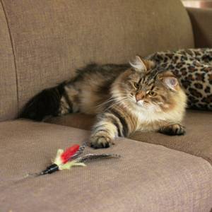 katzenangel