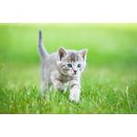 Katzenbody-Test: Eine kleine Katze läuft über Gras.