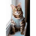 Katzenbody-Test: Eine Katze mit einem Body steht auf einer Fensterbank.