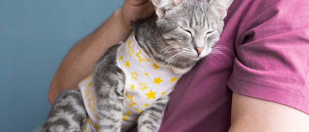 Katzenbody-Test: Eine Katze mit Body auf dem Arm eines Mannes.