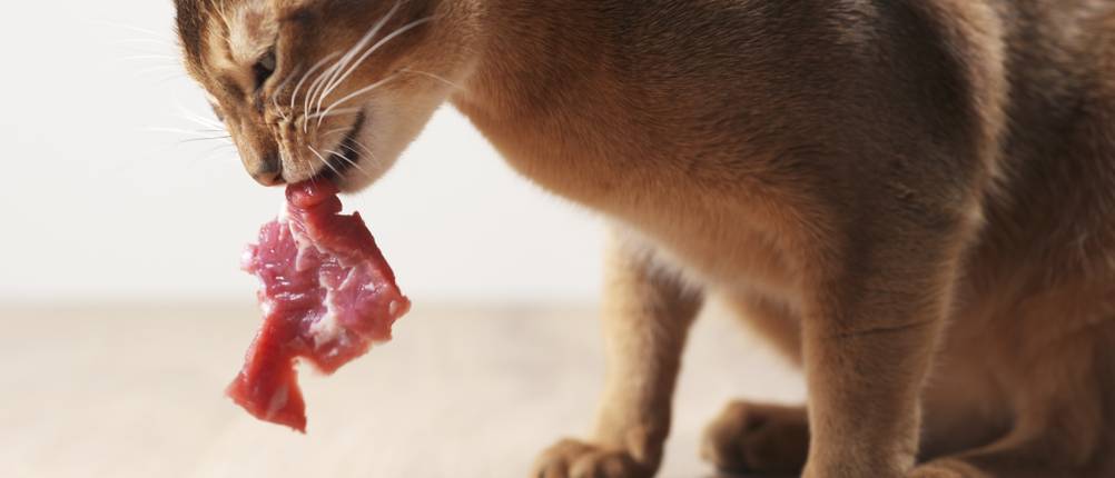 Eine Katze frisst ein Stück rohes Fleisch.
