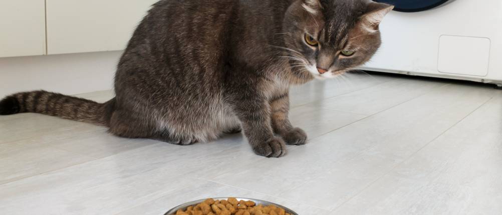 Eine Katze sitzt neben ihrem Futter und schaut es an.