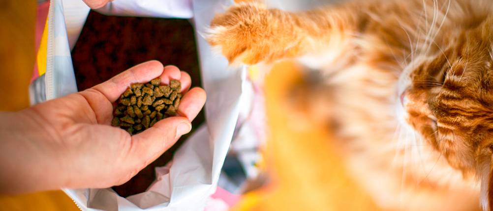 Eine Person holt mit der Hand Katzenfutter aus dem Sack.