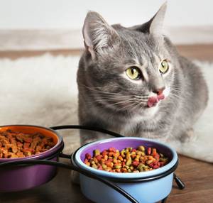 katzenfutter bio test
