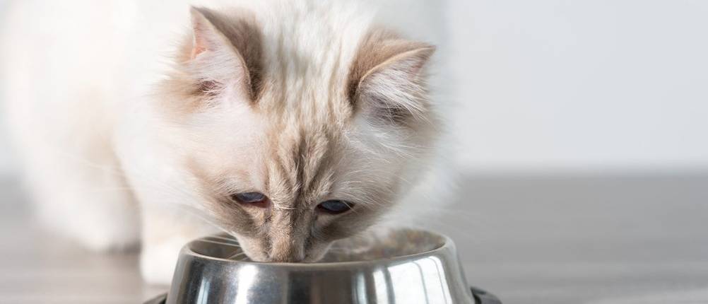 Katzenfutter-ohne-Zucker-und-Getreide-Test