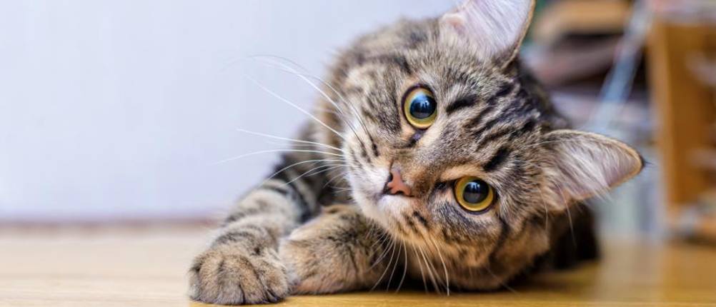 katzenfutter-sensitive-test
