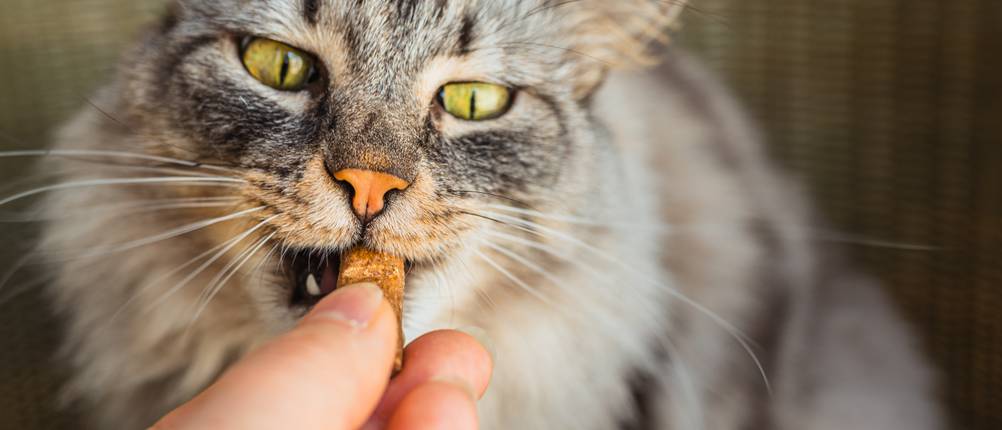Eine Person gibt einer Katze ein Leckerli.