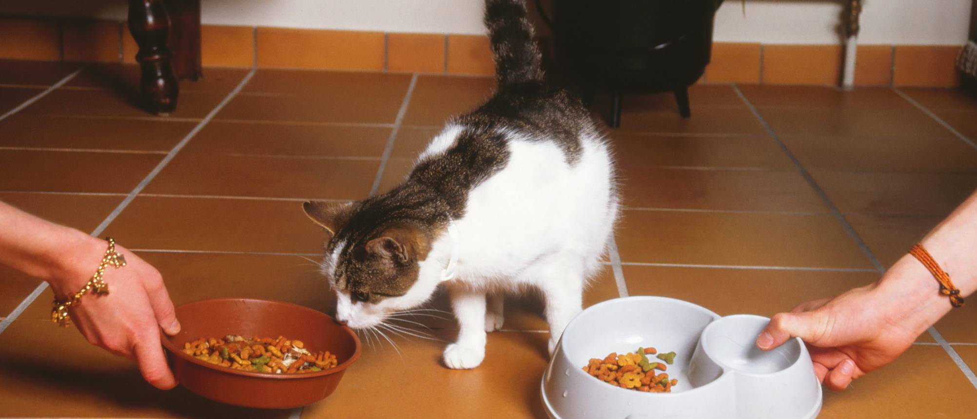 Кошки едят хозяев. Кормление домашних животных. Еда для кошек. Кормежка животных. Накормить кота.