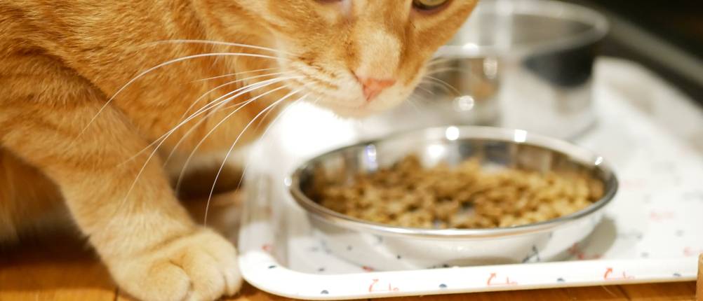 Katzenfutter mit hohem Fleischanteil Test