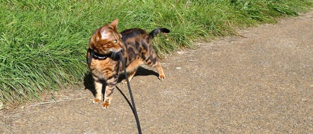 großer katzengeschirr-test