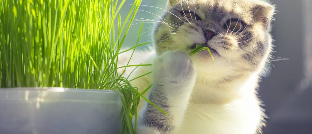 katzengras-pflanze-Test