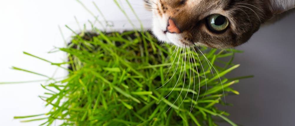 Katzengras Test