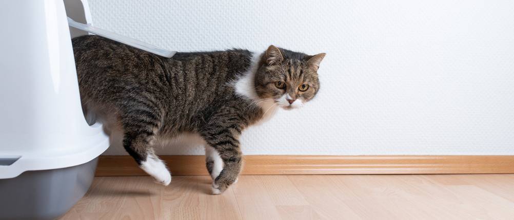 Katzenklo XXL Test