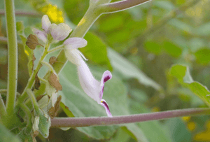 Katzenkralle-Test: Nahaufnahme der Blüte der Katzenkralle. 