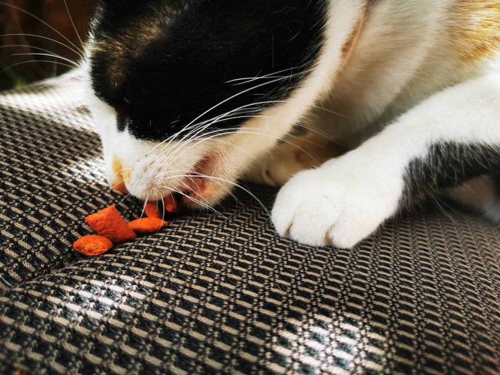 Getestet: Eine Katze verspeist gerade mehrere Katzenleckerlies.
