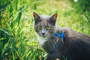 geschirr-fuer-katzen