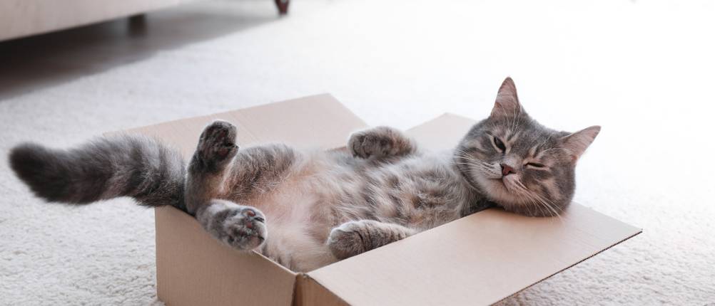 Katzenminze-Spray im Test: Entspannte Katze liegt in einer Pappbox.