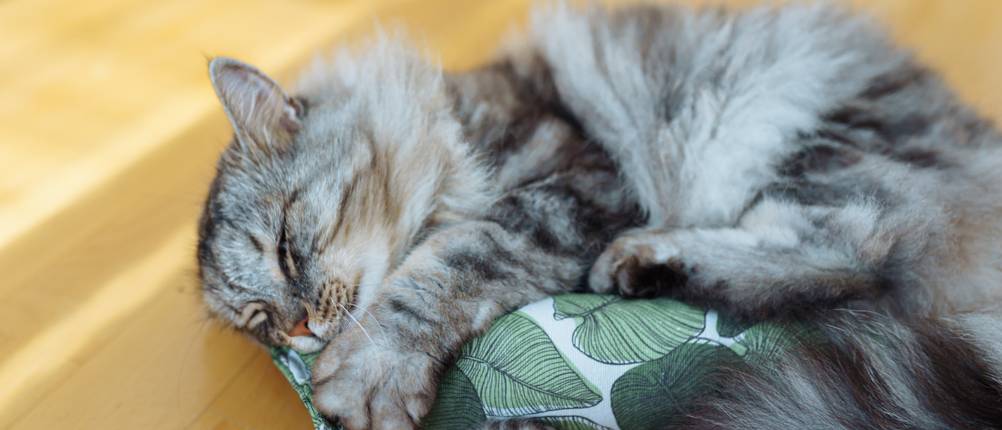 Katzenminze-Spray-Test: Eine Katze spielt mit einem Catnip-Kissen. 