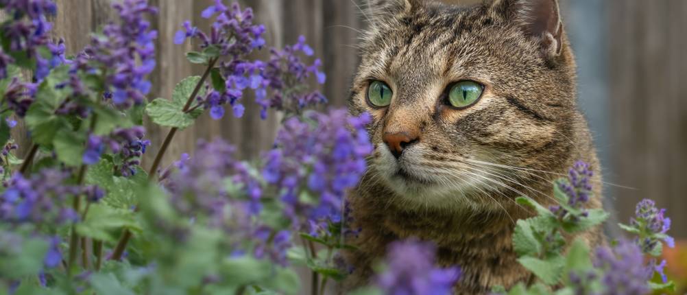 Katzenminze-Spray-Test: Eine Katze hinter einer Katzenminze-Pflanze.