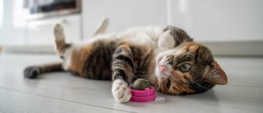 Katzenminze-Spray-Test: Eine Katze liegt neben einer Katzenminze-Kugel auf dem Boden. 