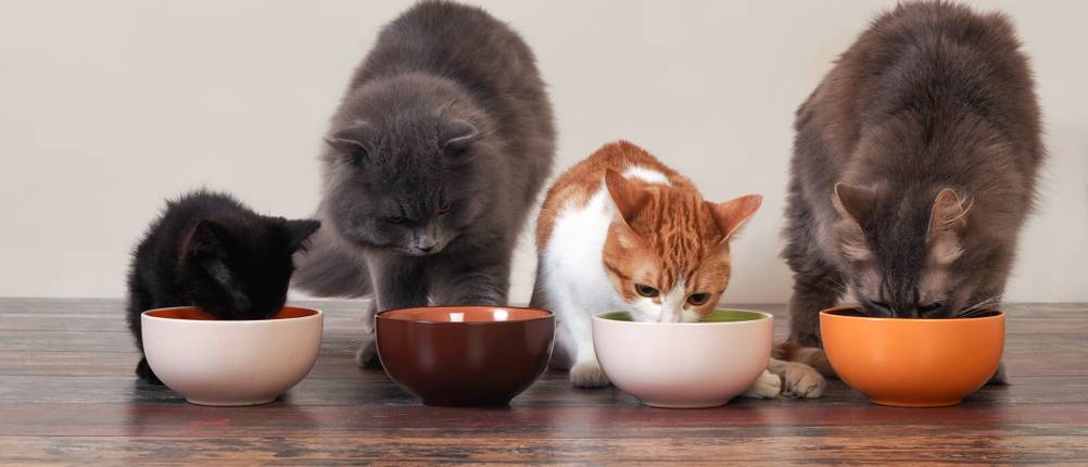 Das richtige Futter für Ihre Katzen ist wichtig, damit sie gesund und glücklich bleibt.