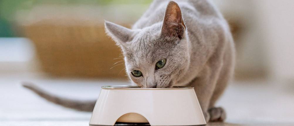 Katzennassfutter-Test: graue Katze frisst aus einem weißen Napf.