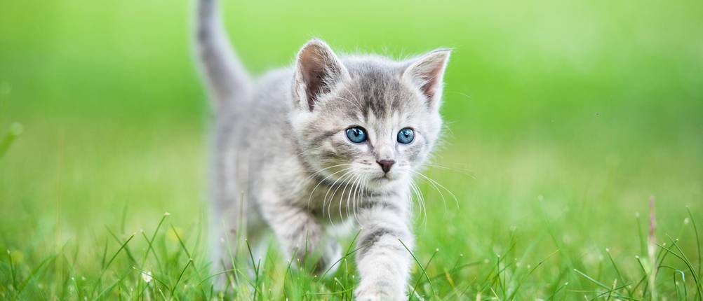Katzennassfutter-Test: Eine kleine Katze läuft über eine Wiese.